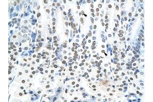 RNF6 antibody was used for immunohistochemistry at a concentration of 4-8 ug/ml to stain Epithelial cells of intestinal villus (arrows) in Mouse Intestine. (RNF6 Antikörper  (N-Term))