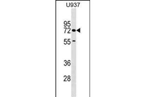 CERC Antibody (C-term) (ABIN1537402 and ABIN2849435) western blot analysis in  cell line lysates (35 μg/lane). (CERCAM Antikörper  (C-Term))