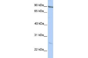anti-Membrane-Associated Ring Finger (C3HC4) 2, E3 Ubiquitin Protein Ligase (MARCH2) (C-Term) antibody