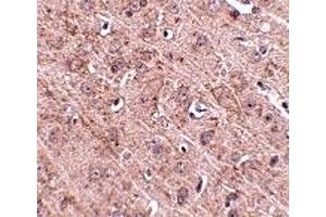 Immunohistochemistry (IHC) image for anti-GLE1 RNA Export Mediator (GLE1) (Middle Region) antibody (ABIN1030940) (GLE1 Antikörper  (Middle Region))