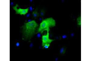 Anti-IGBP1 mouse monoclonal antibody (ABIN2453823) immunofluorescent staining of COS7 cells transiently transfected by pCMV6-ENTRY IGBP1 (RC200387). (IGBP1 Antikörper)