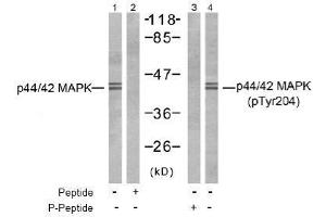 Image no. 2 for anti-Mitogen-Activated Protein Kinase 1/3 (MAPK1/3) (pThr187), (pTyr204) antibody (ABIN197000) (ERK1/2 Antikörper  (pThr187, pTyr204))