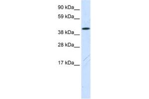 Western Blotting (WB) image for anti-Family with Sequence Similarity 172, Member A (Fam172a) antibody (ABIN2461567) (Fam172a Antikörper)