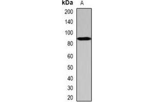 Western blot analysis of SCYL1 expression in Hela (A) whole cell lysates.
