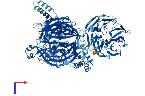 SF3B3 Protein (AA 1-1217) (His tag)