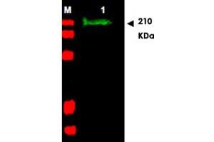 Western blot using SLIT2 polyclonal antibody  shows detection of a band at ~165 KDa (Lane 1) corresponding to SLIT2 present in a chicken spinal cord whole cell lysate (arrowhead).