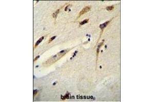 BEX1 Antibody (Center) (ABIN654656 and ABIN2844352) immunohistochemistry analysis in formalin fixed and paraffin embedded human brain tissue followed by peroxidase conjugation of the secondary antibody and DAB staining. (BEX1 Antikörper  (AA 63-90))