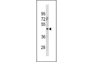 MTCH1 Antibody (Center) (ABIN1881558 and ABIN2843316) western blot analysis in 293 cell line lysates (35 μg/lane).