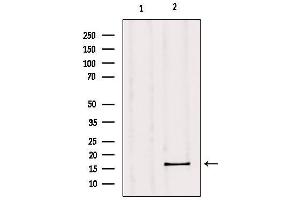 Western blot analysis of extracts from mouse muscle, using GPSM3 Antibody.