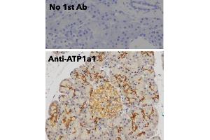 Immunohistochemistry (IHC) image for anti-Sodium Potassium ATPase, alpha1 (ATP1A1) (N-Term) antibody (ABIN7272975)