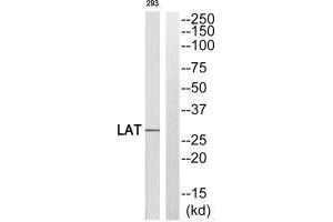Western blot analysis of extracts from 293 cells, using LAT (Ab-255) antibody. (LAT Antikörper  (Tyr255))