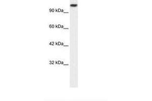 Image no. 1 for anti-Kinesin Family Member 3C (KIF3C) (AA 461-510) antibody (ABIN6736040) (KIF3C Antikörper  (AA 461-510))