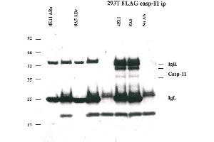 Immunoprecipitation of caspase-11 using anti-caspase-11 mAbs (4E11 and 8A5) . (Caspase 4 Antikörper)