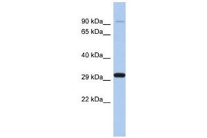 ENDOG antibody used at 1 ug/ml to detect target protein. (Endonuclease G Antikörper  (Middle Region))