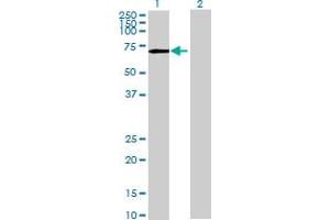 Western Blot analysis of PPWD1 expression in transfected 293T cell line by PPWD1 MaxPab polyclonal antibody. (PPWD1 Antikörper  (AA 1-646))