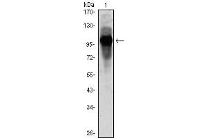 Western Blot showing ARNTL antibody used against ARBTL (AA: 1-310)-hIgGFc transfected HEK293 cell lysate. (ARNTL Antikörper)