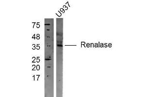 U937 cell lysates probed with Rabbit Anti-Renalase Polyclonal Antibody, Unconjugated  at 1:300 in 4˚C overnight. (RNLS Antikörper  (AA 201-300))