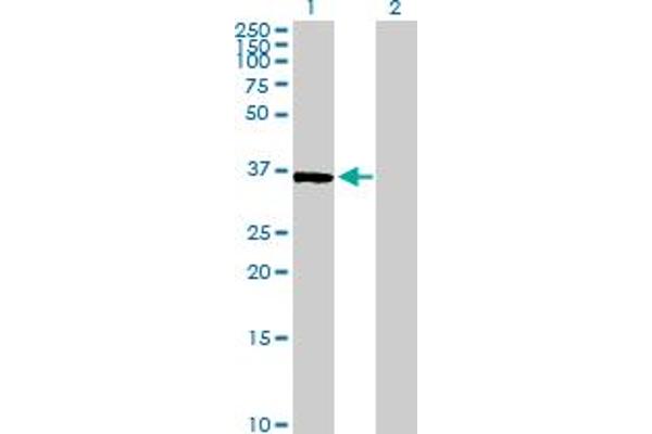 Bystin-Like Antikörper  (AA 1-324)