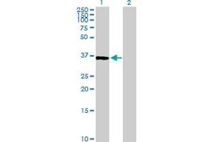 Western Blot analysis of BYSL expression in transfected 293T cell line by BYSL MaxPab polyclonal antibody.