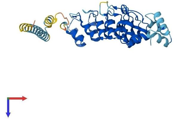 ASB11 Protein (AA 1-323) (His tag)