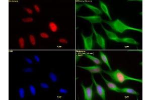 HDAC2 mAb (Clone 3F3) tested by immunofluorescence.