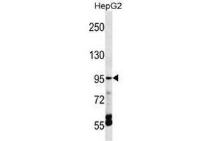 TRPV5 Antibody (C-term) western blot analysis in HepG2 cell line lysates (35 µg/lane).