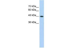 WB Suggested Anti-KRT17 Antibody Titration:  0. (KRT17 Antikörper  (C-Term))