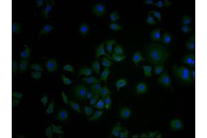 Immunofluorescence (IF) image for anti-Collagen, Type XVIII, alpha 1 (COL18A1) (AA 1600-1754) antibody (ABIN7148235)