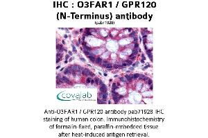 Image no. 1 for anti-omega-3 Fatty Acid Receptor 1 (O3FAR1) (Extracellular Domain), (N-Term) antibody (ABIN1737612) (O3FAR1 Antikörper  (Extracellular Domain, N-Term))