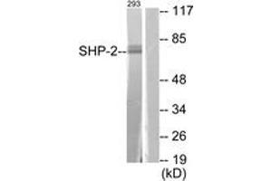 Western Blotting (WB) image for anti-Protein tyrosine Phosphatase, Non-Receptor Type 11 (PTPN11) (AA 546-595) antibody (ABIN2888578) (PTPN11 Antikörper  (AA 546-595))