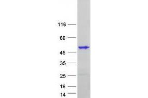 Validation with Western Blot (T-Box 1 Protein (TBX1) (Transcript Variant A) (Myc-DYKDDDDK Tag))