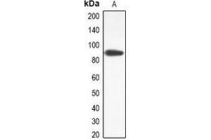 Western blot analysis of TMEM16J expression in RAW264. (ANO9 Antikörper)