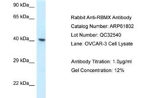 Western Blotting (WB) image for anti-RNA Binding Motif Protein, X-Linked (RBMX) (C-Term) antibody (ABIN2788907) (RBMX Antikörper  (C-Term))