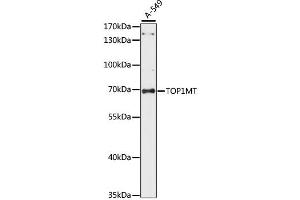 Western blot analysis of extracts of A-549 cells, using TOP1MT antibody. (TOP1MT Antikörper)