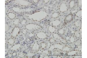 Immunoperoxidase of monoclonal antibody to CDKL1 on formalin-fixed paraffin-embedded human kidney. (CDKL1 Antikörper  (AA 259-358))
