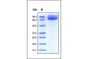 Human B7-2, Fc Tag on SDS-PAGE under reducing (R) and no-reducing (NR) conditions. (CD86 Protein (CD86) (AA 26-247) (Fc Tag))