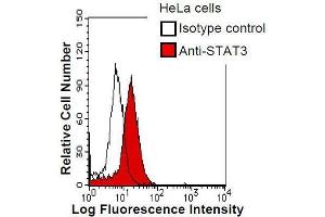 HeLa cells were fixed in 2% paraformaldehyde/PBS and then permeabilized in 90% methanol. (STAT3 Antikörper)