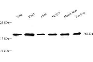 Western blot analysis of POLD4 (ABIN7075131),at dilution of 1: 1000