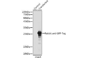 Western blot analysis of extracts of normal Eukaryotic expression of GFP and Eukaryotic expression of GFP transfected with GFP Protein, using Rabbit anti GFP-Tag antibody (ABIN7267512) at 1:5000 dilution. (GFP Antikörper)