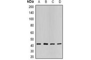 Western blot analysis of P2Y2 expression in HL60 (A), SKOV3 (B), mouse liver (C), mouse heart (D) whole cell lysates. (P2RY2 Antikörper)
