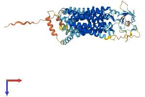 SLCO2A1 Protein (AA 1-643) (His tag)