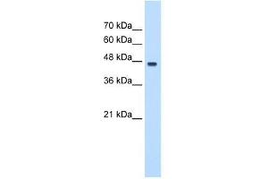 PA2G4 antibody used at 0. (PA2G4 Antikörper  (C-Term))