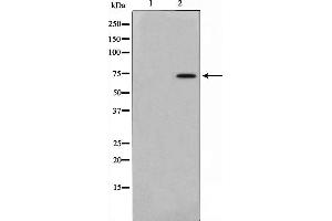 Western blot analysis on mouse brain cell lysate using AKAP10 Antibody. (AKAP10 Antikörper  (N-Term))