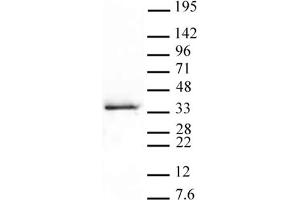 Western Blot: HeLa nuclear extract (20 μg per lane) probed with the Histone H1. (Histone H1.5 Antikörper  (pSer17))