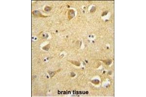 CLTC antibody (Center) (ABIN652092 and ABIN2840545) immunohistochemistry analysis in formalin fixed and paraffin embedded human brain tissue followed by peroxidase conjugation of the secondary antibody and DAB staining. (Clathrin Heavy Chain (CLTC) (AA 1019-1048) Antikörper)