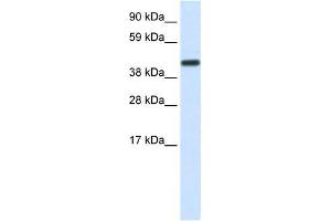 Human Liver; WB Suggested Anti-CNOT2 Antibody Titration: 1.