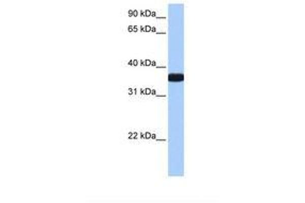 OCEL1 Antikörper  (C-Term)