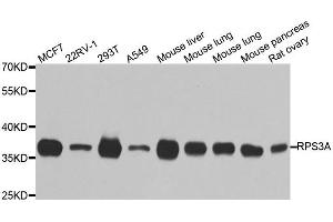 Western Blotting (WB) image for anti-Ribosomal Protein S3A (RPS3A) antibody (ABIN1980252)