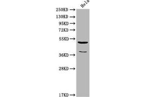 Western Blot Positive WB detected in: Hela whole cell lysate All lanes: Nucb2 antibody at 1:2000 Secondary Goat polyclonal to rabbit IgG at 1/50000 dilution Predicted band size: 51 kDa Observed band size: 51 kDa (NUCB2 Antikörper  (AA 194-420))
