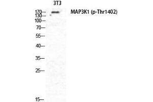 Western Blotting (WB) image for anti-Mitogen-Activated Protein Kinase Kinase Kinase 1 (MAP3K1) (pThr1402) antibody (ABIN3182666) (MAP3K1 Antikörper  (pThr1402))
